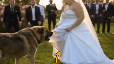 In the middle of the celebration, no one paid attention to the woman wrapped in a shawl. But Milo, the village dog, sensed she was hiding something terrible under her dress