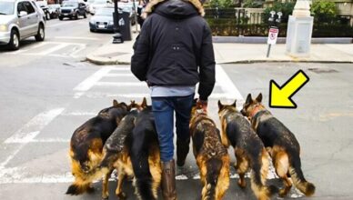 At first glance, it seems like the man is simply walking his dogs — but the reality is much more horrifying.