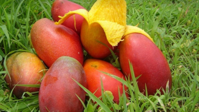 MANGO