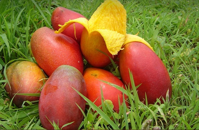 MANGO