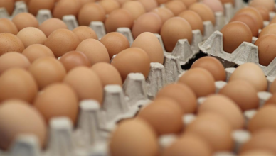 EGG