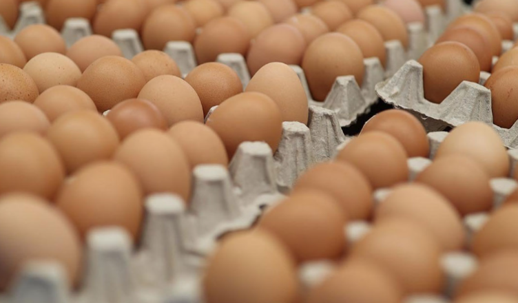 EGG