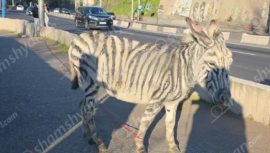 Сегодня около 6:00 зебра из Ереванского зоопарка сбежала из клетки и оказалась на проспекте Мясникяна (Video)